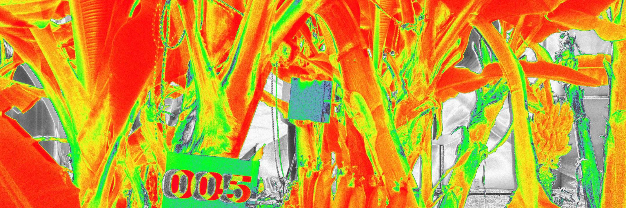 Multispectral Image from Banana Plant